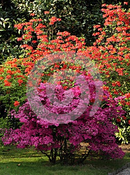 Azalea flowering shrubs