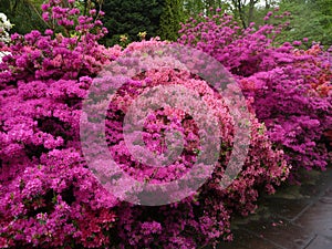 Azalea flowers photo