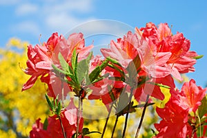 Azalea flowers