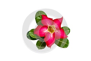 Azalea flowers or adenium flower and leaves isolated on white background.