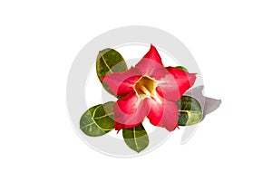 Azalea flowers or adenium flower and leaves isolated on white background.