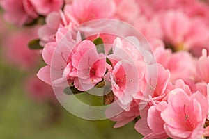 Azalea Flowers In Bloom In Backyard Garden