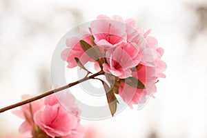 Azalea Flowers Blooming In Garden