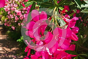 Azalea flowers blooming in garden, Bangkok, Thailand.