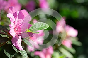 Azalea flowers in botanical garden in Kyiv, Ukraine. One flower of pink azalea on bush.