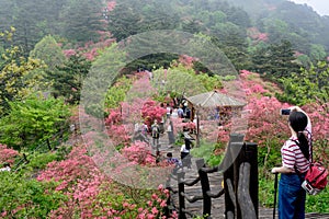 Azalea flowers