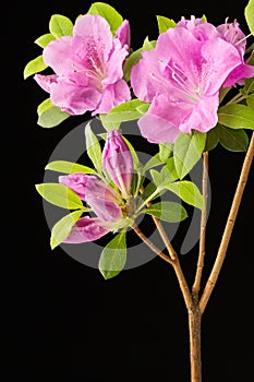 Azalea flowers and buds