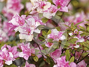 Azalea flowers in full bloom