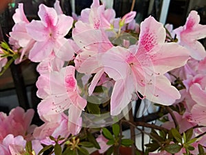 Azalea flowers in a garden