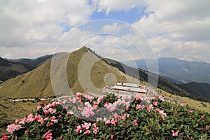 Azalea flowers on Hehuan Mountain
