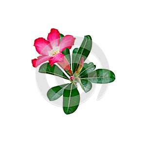 Azalea flowers isolated on white background