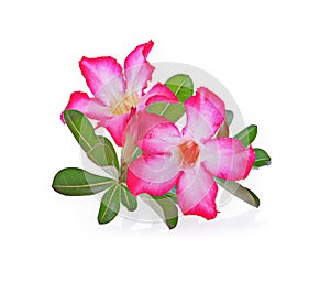 Azalea flowers isolated on white background