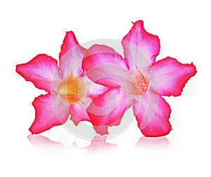 Azalea flowers isolated on white background