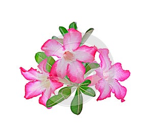 Azalea flowers isolated on white background