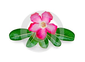 Azalea flowers isolated on white background