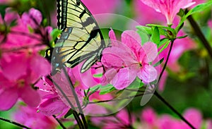 Azalea Flowers and Monarch Butterfly