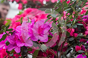 Azalea flowers. Pink azalea