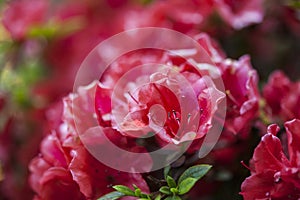 Azalea flowers