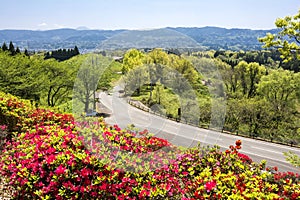 Azalea flowers and roadway