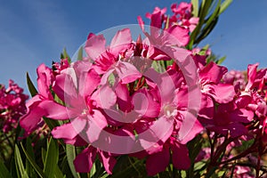 Azalea flowers sunny photo