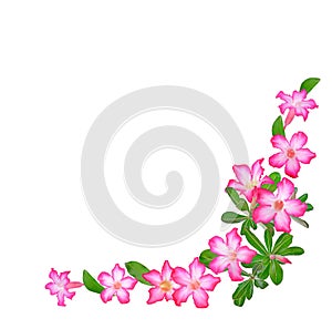 Azalea flowers top view on white background