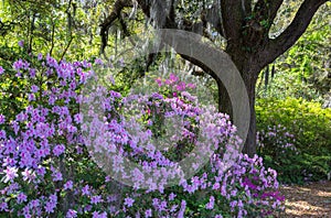 Azalea Garden Charleston South Carolina