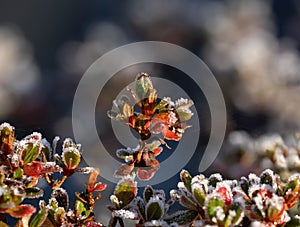 Azalea Garden Shrub with Frost