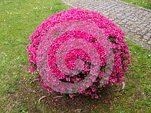 Azalea globe form pruned plant covered with bright pink flowers