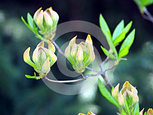 Azalea green, yellow and pink buds