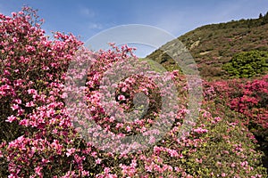 Azalea and hill