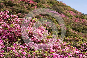 Azalea and hillside