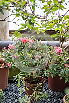 Azalea in home garden. Blossoming rhododendron bush in greenhouse in spring