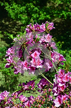 Azalea japonica `Hino crimson`. Arboretum of the University of the Basque Country. photo