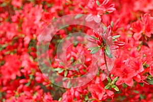 Azalea japonica red flowers ready to bloom in spring