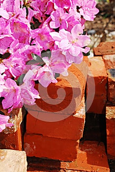 Azalea Kirin with Background Bricks