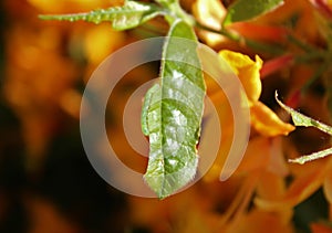 The azalea leaf chewed by an azalea sawfly