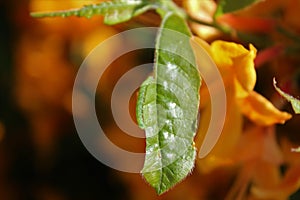 The azalea leaf chewed by an azalea sawfly