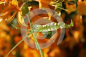 The azalea leaves chewed by azalea sawflies