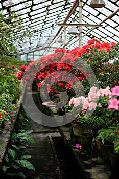 Azalea in pots greenhouse orangery. Rows of pots with azaleas and moss in a greenhouse