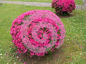 Azalea pruned plants covered with bright pink flowers