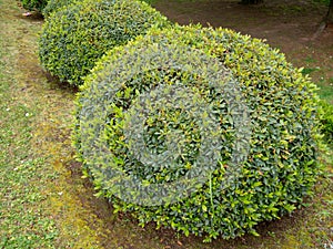 Azalea pruned plants covered with buds