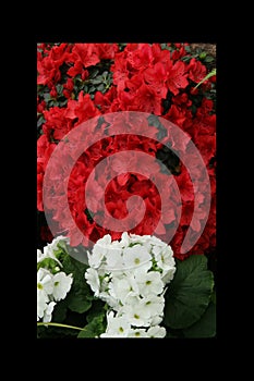 Azalea red,Petunias, Yellow daffodil,pansies, snapdragon and marigold, beautiful flower green grass background black white