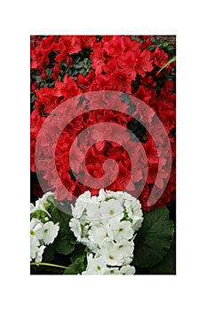 Azalea red,Petunias, Yellow daffodil,pansies, snapdragon and marigold, beautiful flower green grass background black white