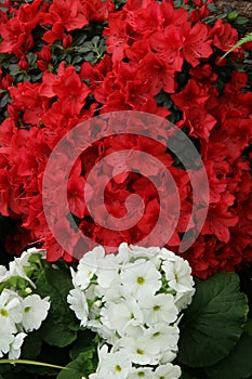 Azalea red,Petunias, Yellow daffodil,pansies, snapdragon and marigold, beautiful flower green grass background black white