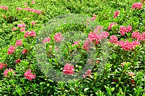 Azalea Rhododendron