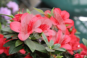 Azalea rhododendron