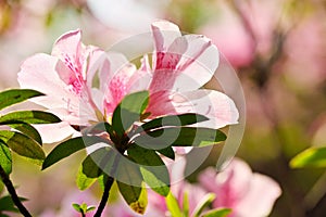 Azalea Rhododendron 5