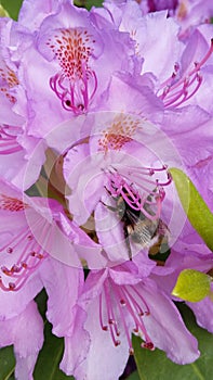 Sweet Azalea And Bumble Bee