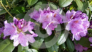 Blooming Azalea Rhododendron