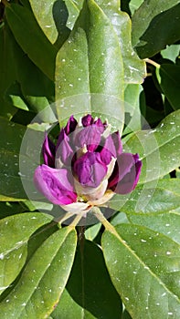 Azalea Rhododendron Blooms